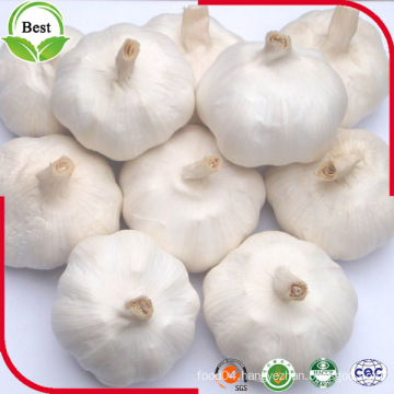 Fresh Pure White Garlic